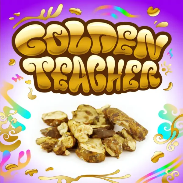 Golden-teacher-psilocybe-magic-truffles.webp